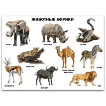 Плакат Животные Африки =Проф-Пресс= (арт.211-19)