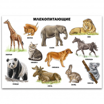 Плакат Млекопитающие =Проф-Пресс= (арт.211-21)